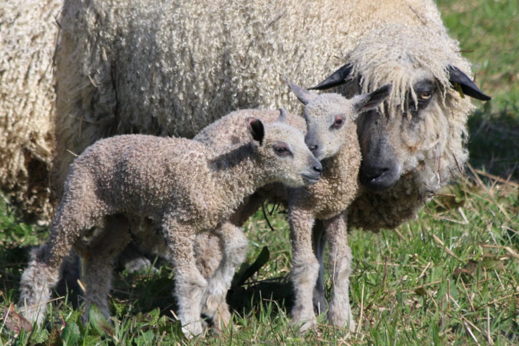 Sally the Leicester Longwool Lamb Plush Toy